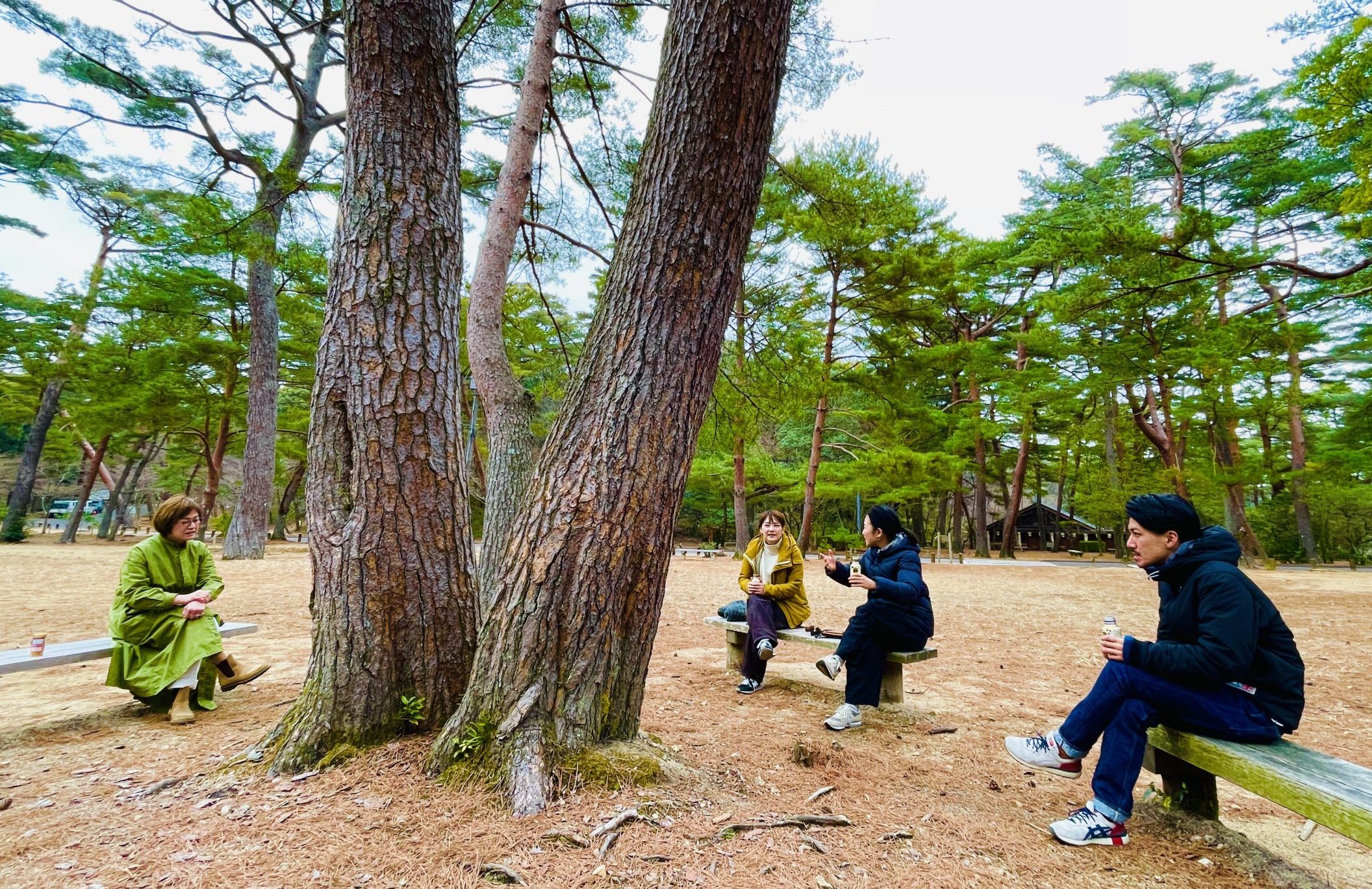 寒い日の大きな木の下で